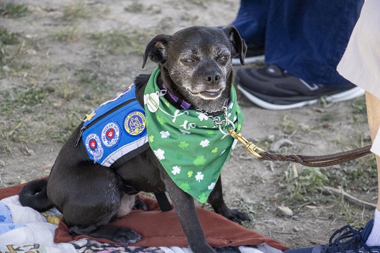 Barkin' Buckaroos: Pets show off talents at 2026 dog rodeo | | herald ...
