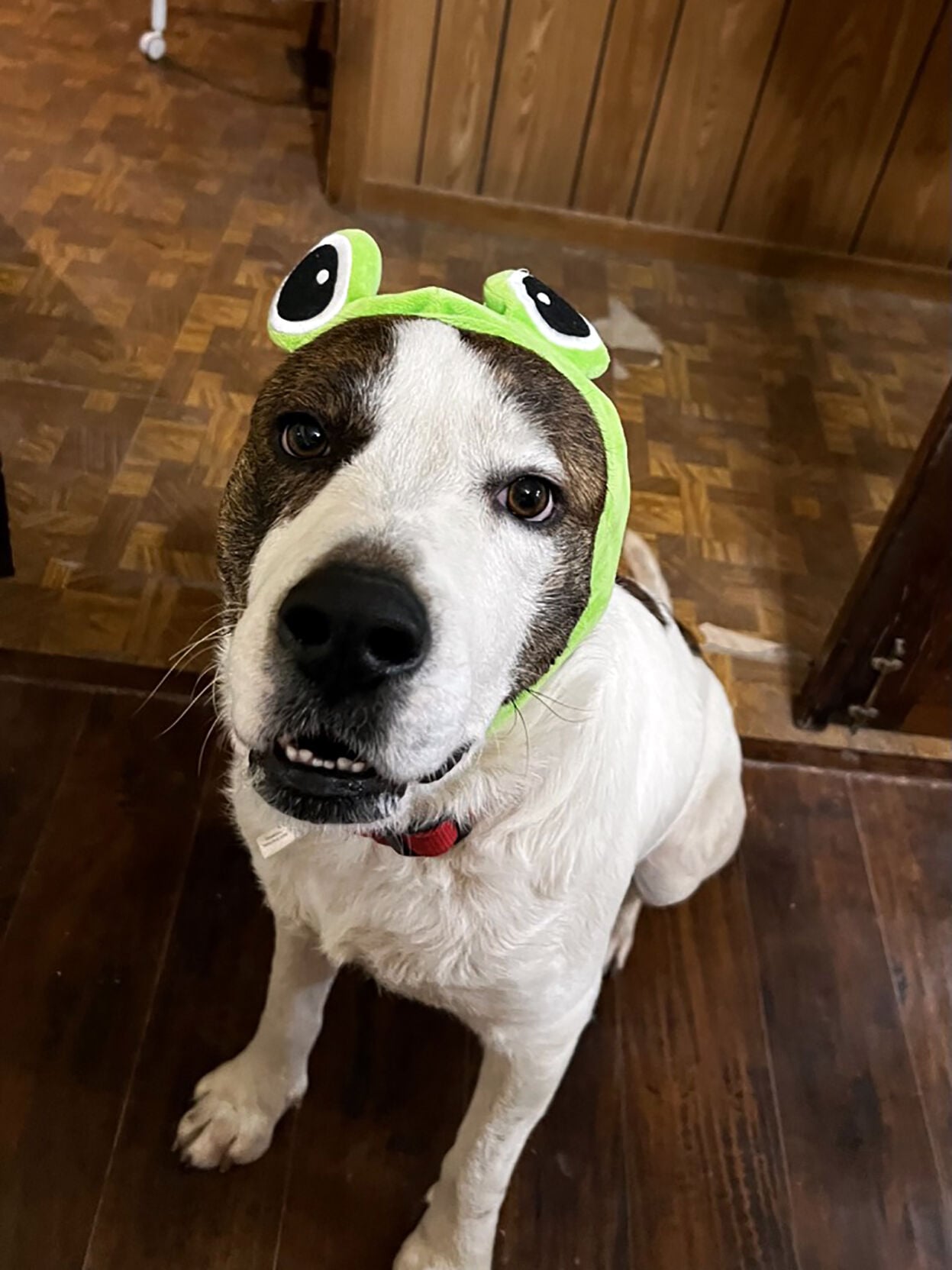 SHELTER SPOTLIGHT: 2-year-old terrier, cattle dog mix available for adoption through Humane Society of the New Braunfels Area