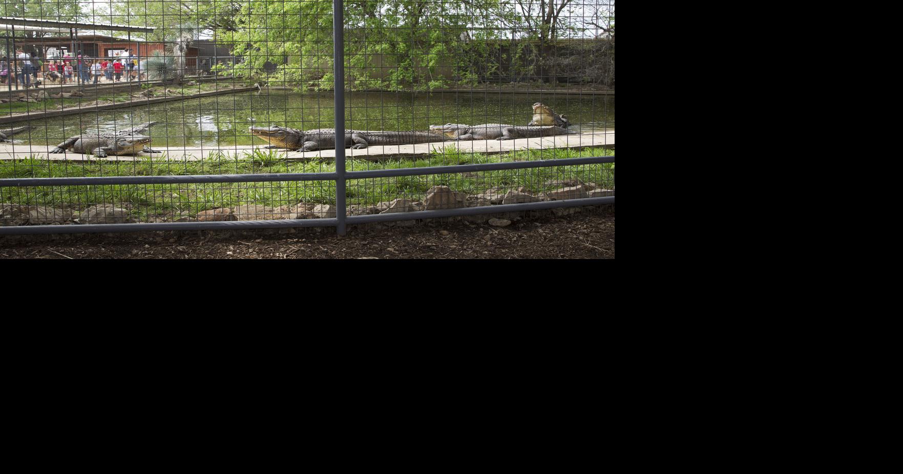 REPTILIAN REUNION Alligator returned to New Braunfels zoo after being