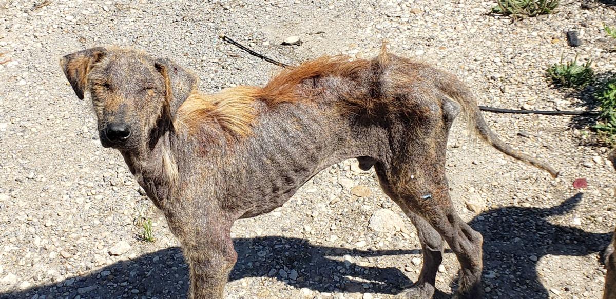 15 emaciated dogs pulled from Guadalupe County property ...