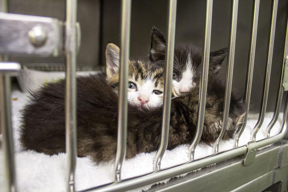 HSNBA offering free microchips for Comal County dogs, cats