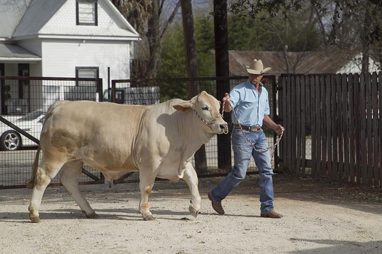 Comal County Junior Livestock Show Auction snapshots Lifestyle