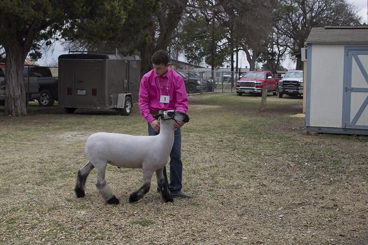 Comal County Junior Livestock Show Auction snapshots Lifestyle