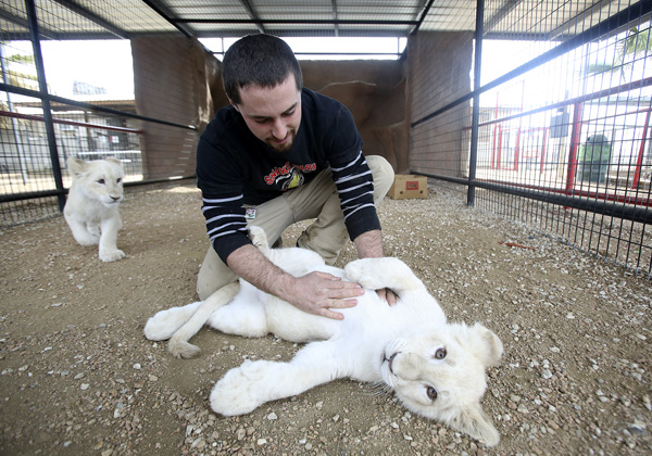 Rare white lion cubs arrive in Comal from South Africa | Local News |  