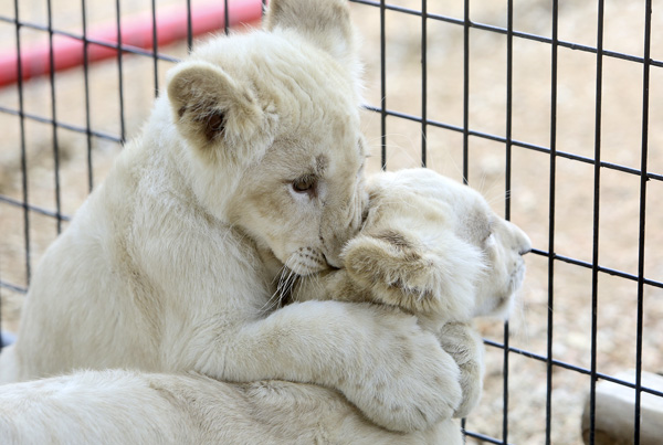 Rare White Lion Cubs Arrive In Comal From South Africa Local News Herald Zeitung Com