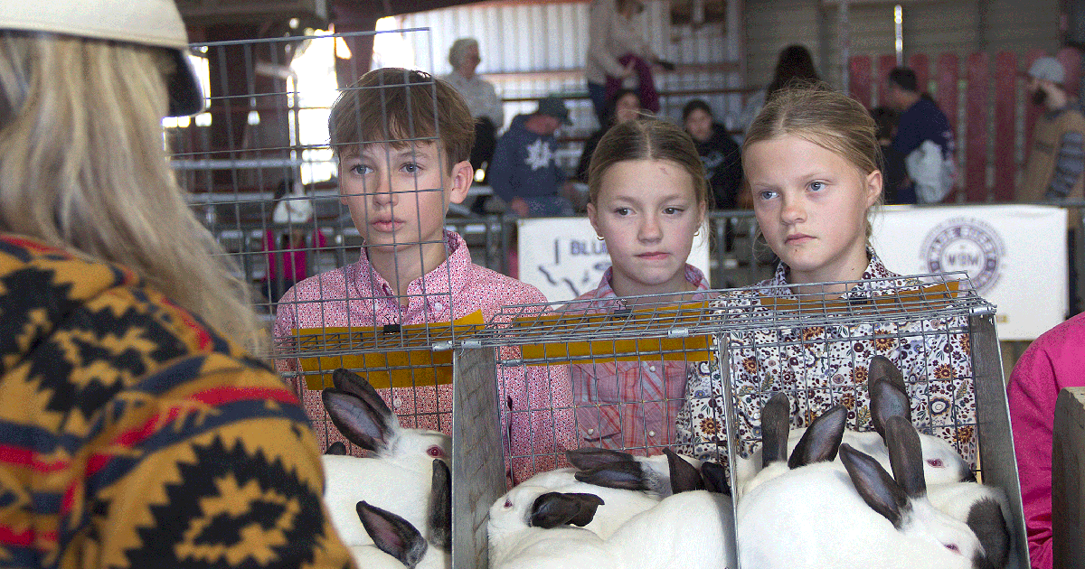 LET THE JUDGING BEGIN: Rabbits kick off 57th annual Comal County Junior ...