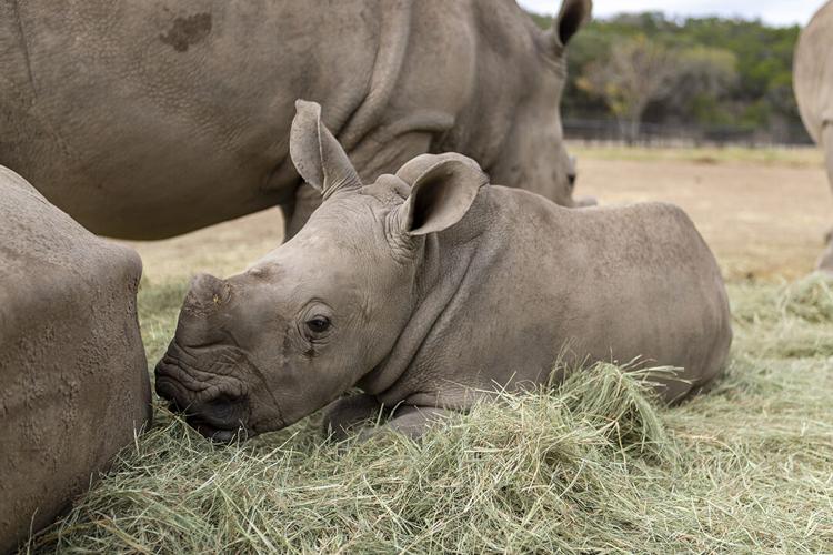 CHARGING INTO THE WORLD: Natural Bridge Wildlife Ranch welcomes another ...