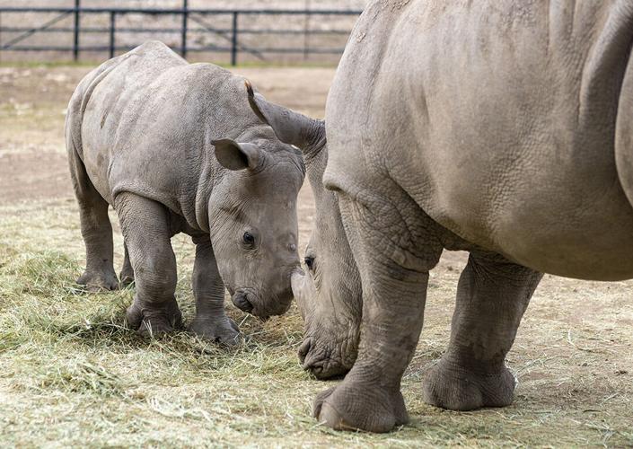 CHARGING INTO THE WORLD: Natural Bridge Wildlife Ranch welcomes another ...