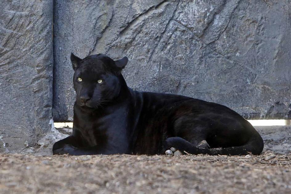 Big Cats Jaguars Make A New Home In New Braunfels News Herald Zeitung Com