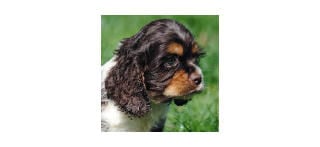 Akc cocker hotsell spaniel puppies