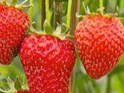 Five Strawberry Growing Strategies Local News Heraldandnews Com