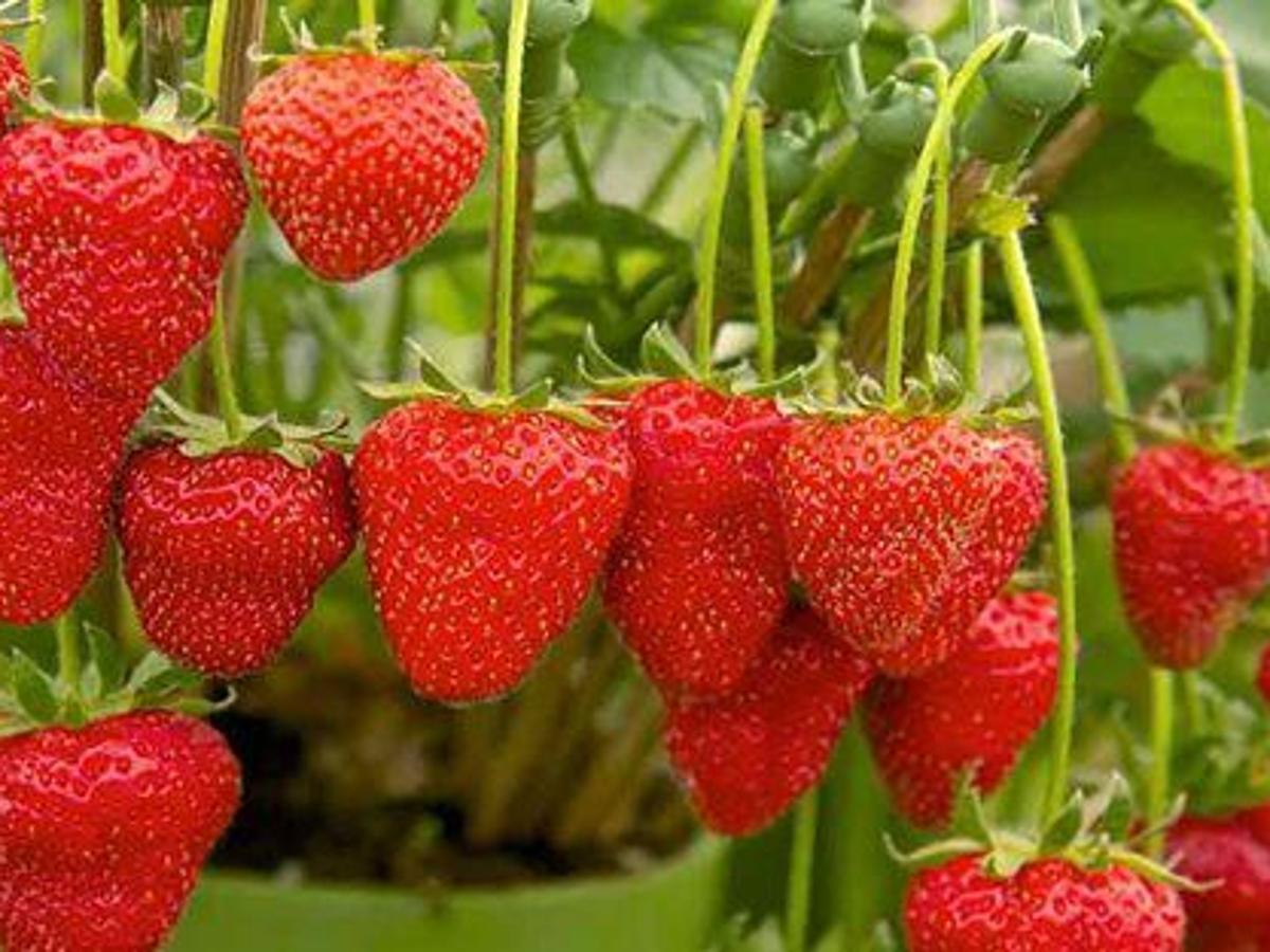 Five Strawberry Growing Strategies Local News Heraldandnews Com Five Strawberry Growing Strategies Local News Heraldandnews Com