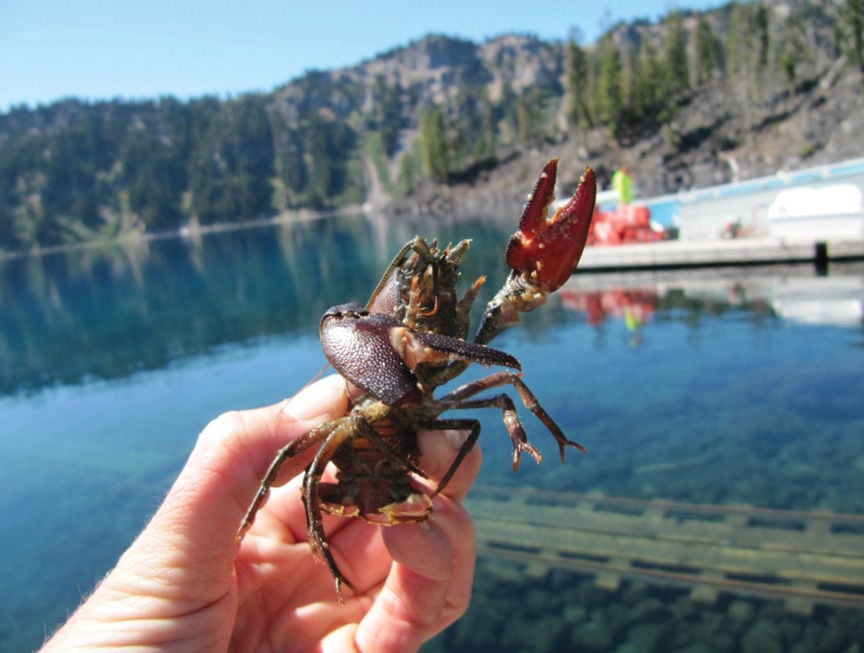 lake crater crayfish newt mazama fish native national park underwater threaten nonnative introduced heraldandnews populations associated press were service threatening