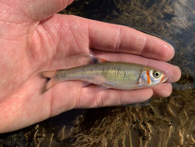 CaughtOvgard Windfalls and knockdowns Outdoors