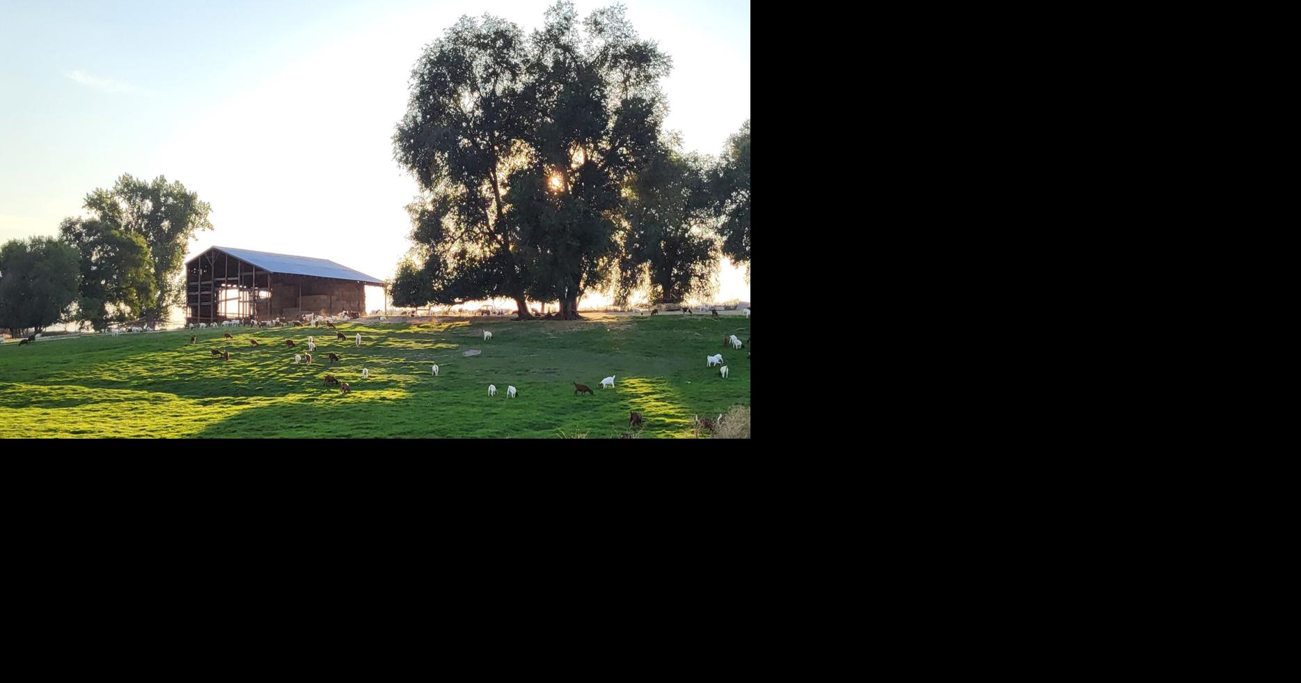 Klamath County producers weigh in on federal aid for farmers