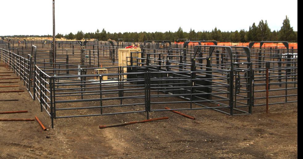 Modoc wild horse gather underway Local News