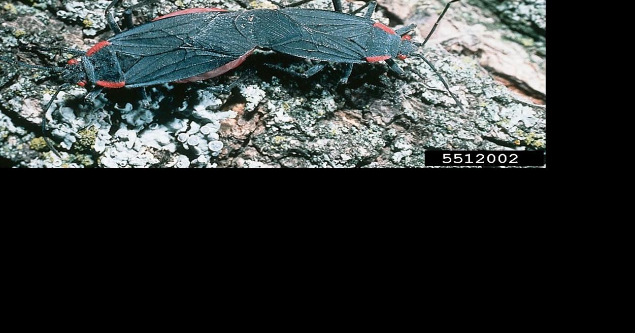 Sanchez: Summer of the seed bugs | Local News | heraldandnews.com