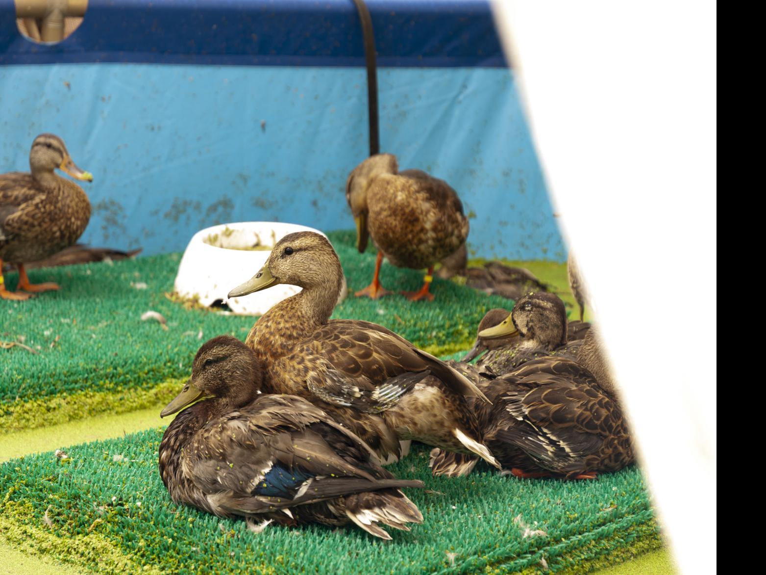 what is botulism in ducks