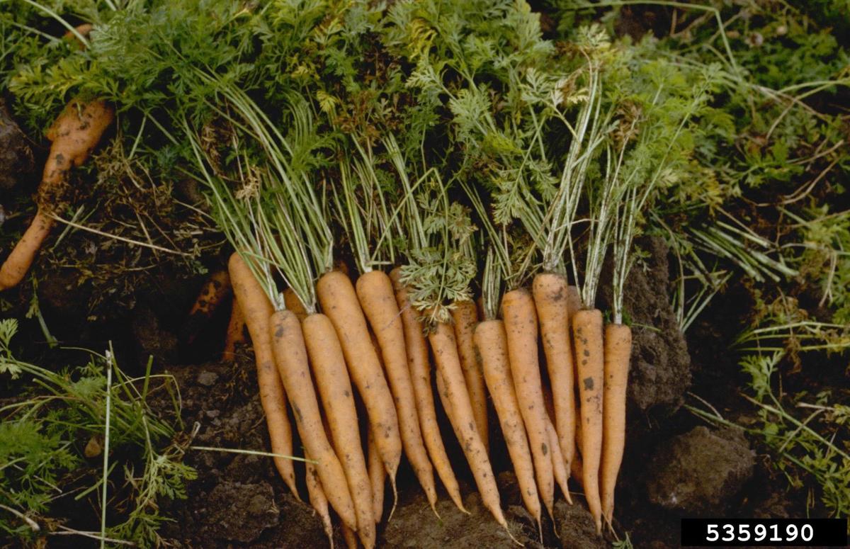 Sanchez Tips for growing root vegetables Community