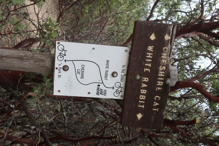 Chasing the White Rabbit | Outdoors | heraldandnews.com