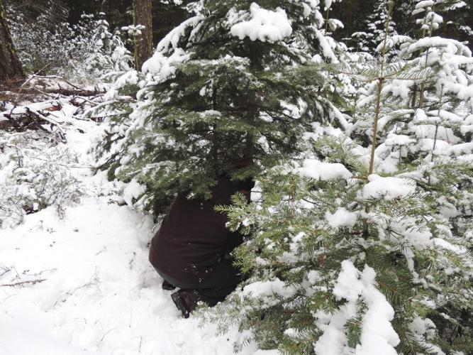 What to know before cutting down a Christmas tree in the FremontWinema
