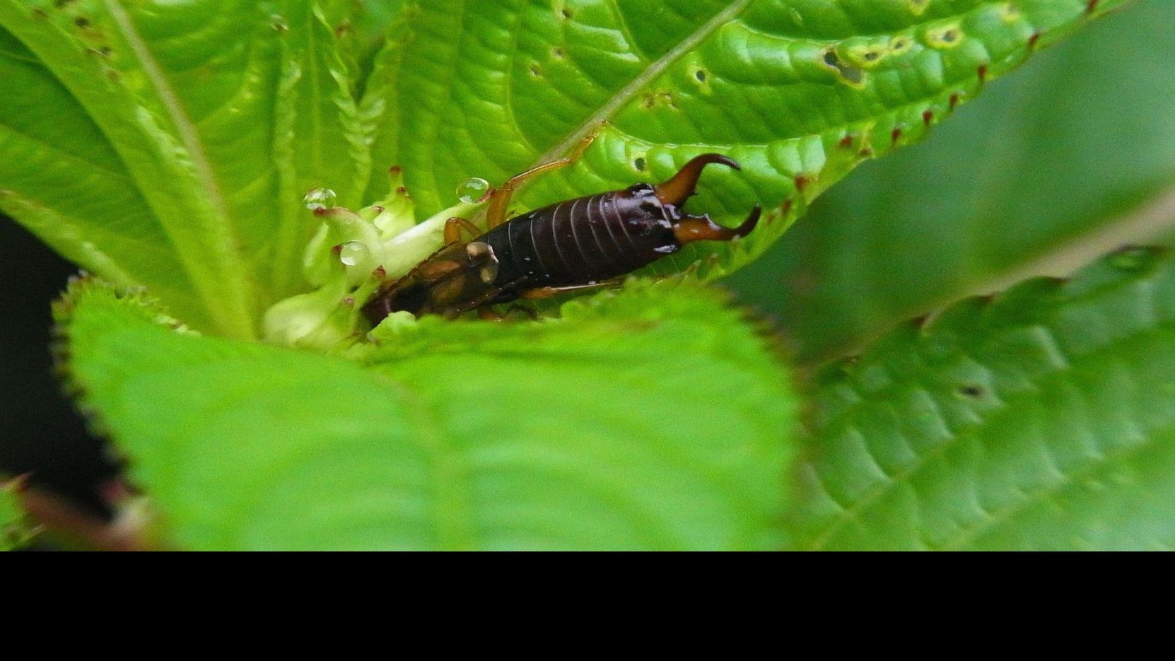 Five Insects Commonly Brought To The Klamath Plant Clinic Local News Heraldandnews Com