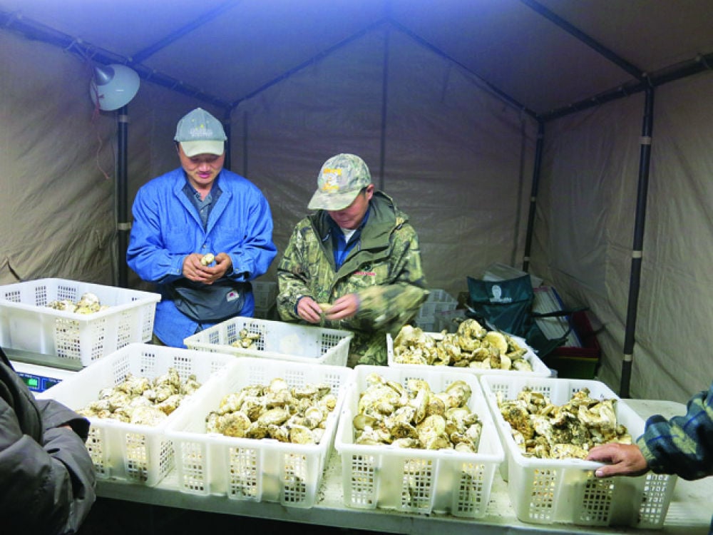 A matsutake culture Pickers gather annually for family, culture, camaraderie Local News heraldandnews photo