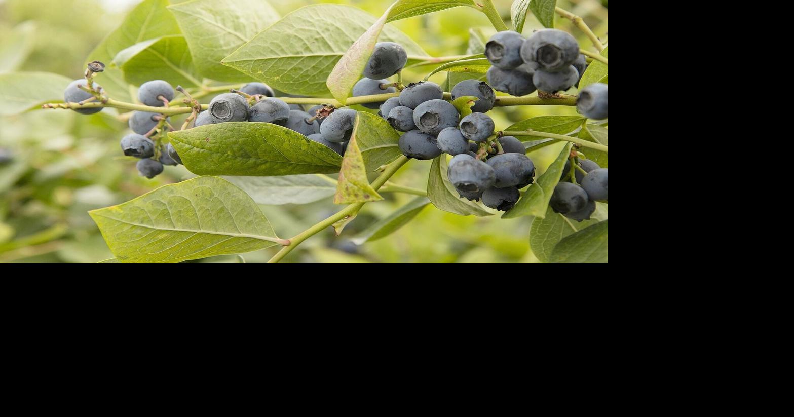 Berry, tree fruit growers work to protect crops from heat wave ...