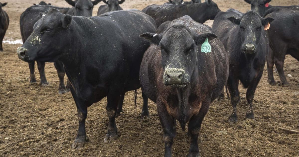 Oregon Ranching Feds give Oregon groups $100 million for sustainable farming, ranching ...