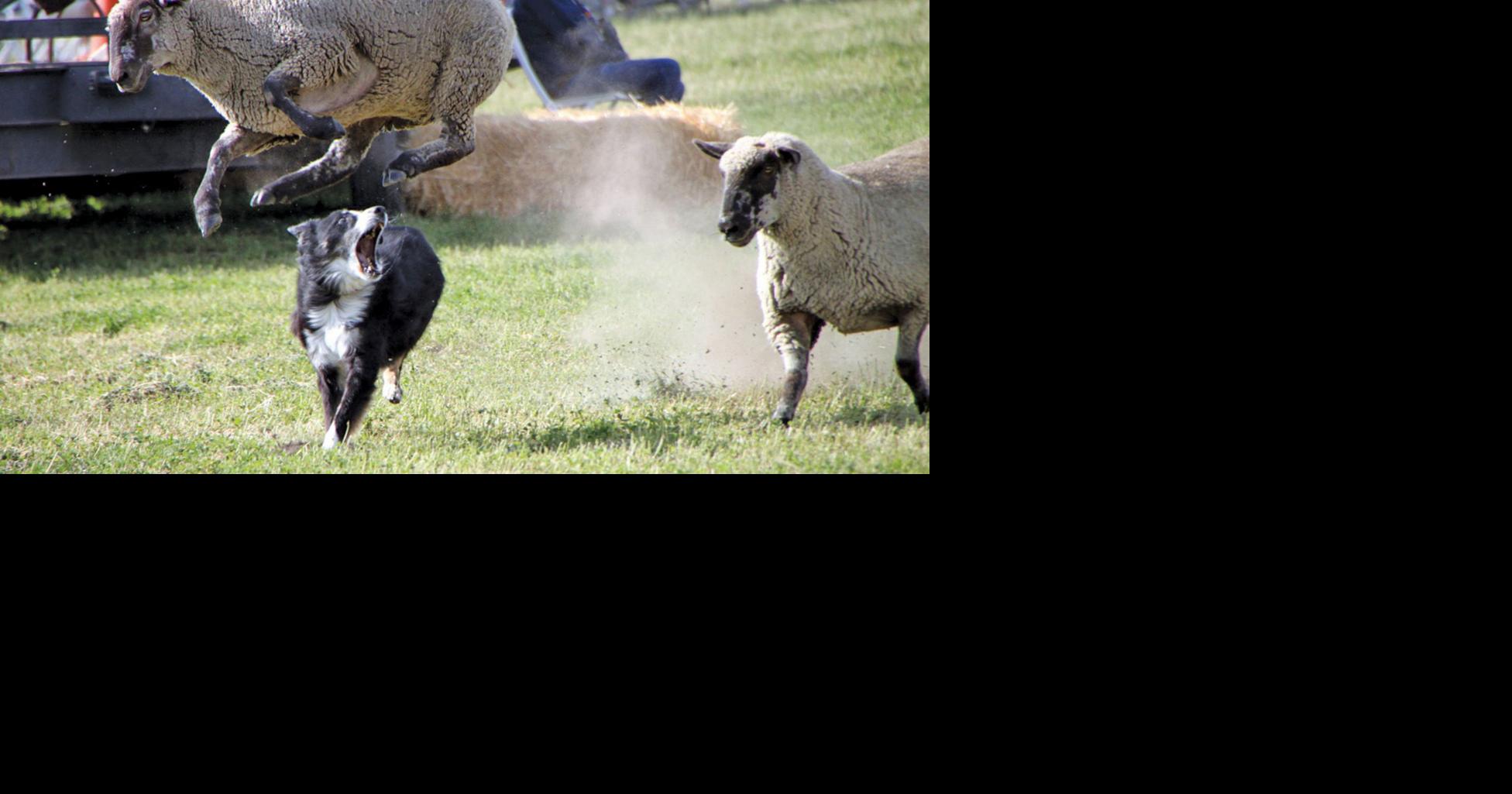 National Sheepdog Finals coming to Modoc County News