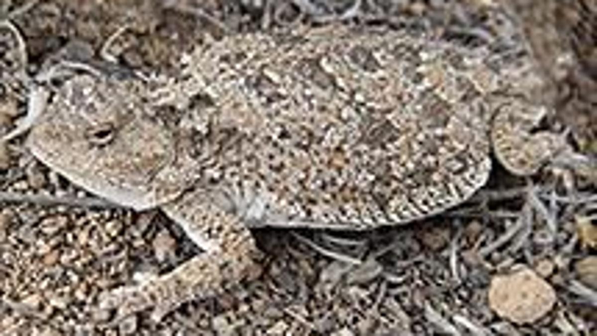 Species Snapshot Pygmy Short Horned Lizard Outdoors Heraldandnews Com Species Snapshot Pygmy Short Horned Lizard Outdoors Heraldandnews Com