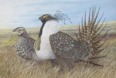 Odfw Wildlife 2021 Stamp Art Competition Announced Local News