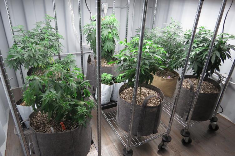 Growing jobs in Lakeview Local News