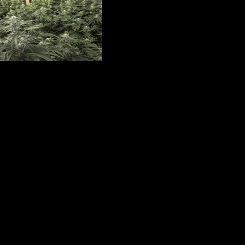 Police: Alleged $60M marijuana grow stole 600,000 gallons of water