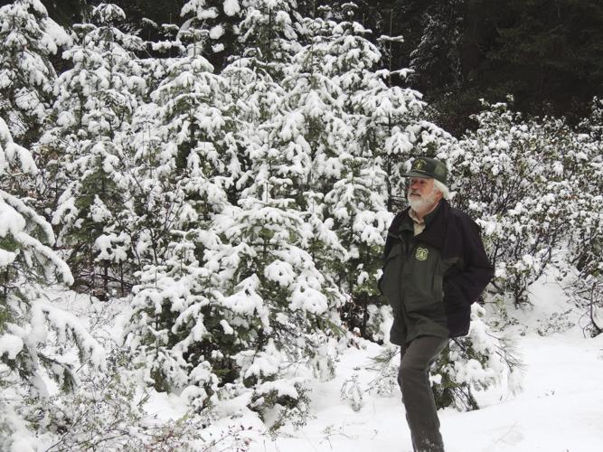 Klamath Falls Christmas Tree Permits 2022 What To Know Before Cutting Down A Christmas Tree In The Fremont-Winema  Forest | Local News | Heraldandnews.com