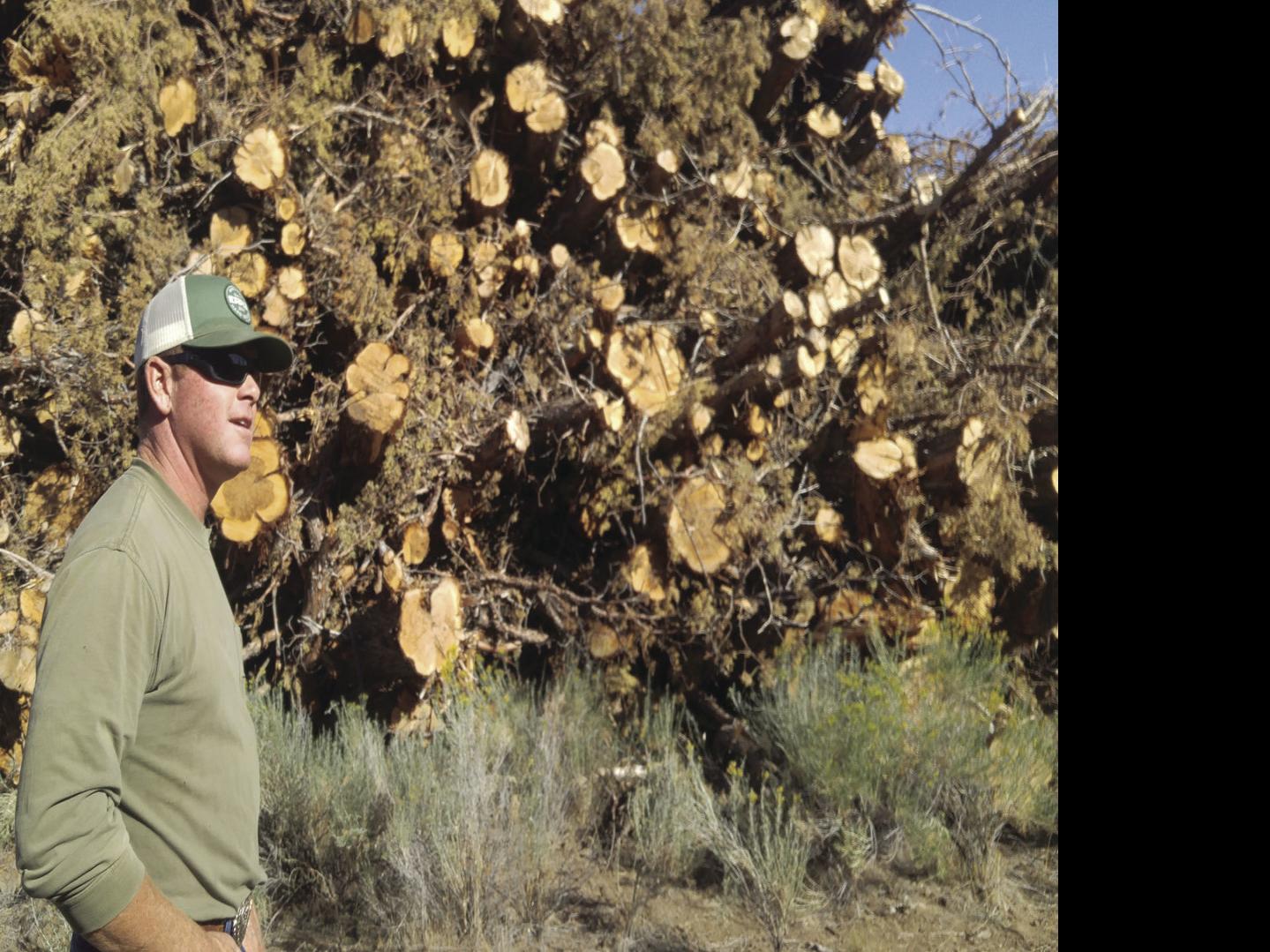 Project Thins Dense Juniper Stands Clears Way For Watershed