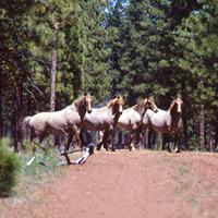Homes sought for wild horses from Modoc Devil's Garden herd | Local ...