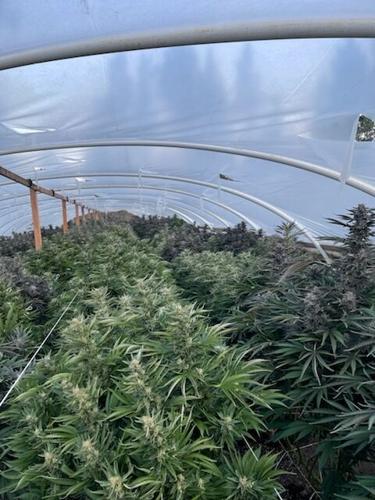 Plants in Greenhouse