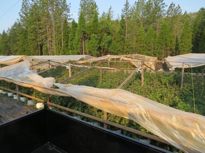 Illegal marijuana plants, pounds of processed bud seized in Josephine ...
