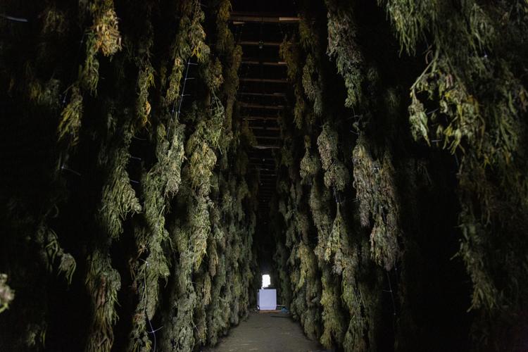 Marijuana Operation