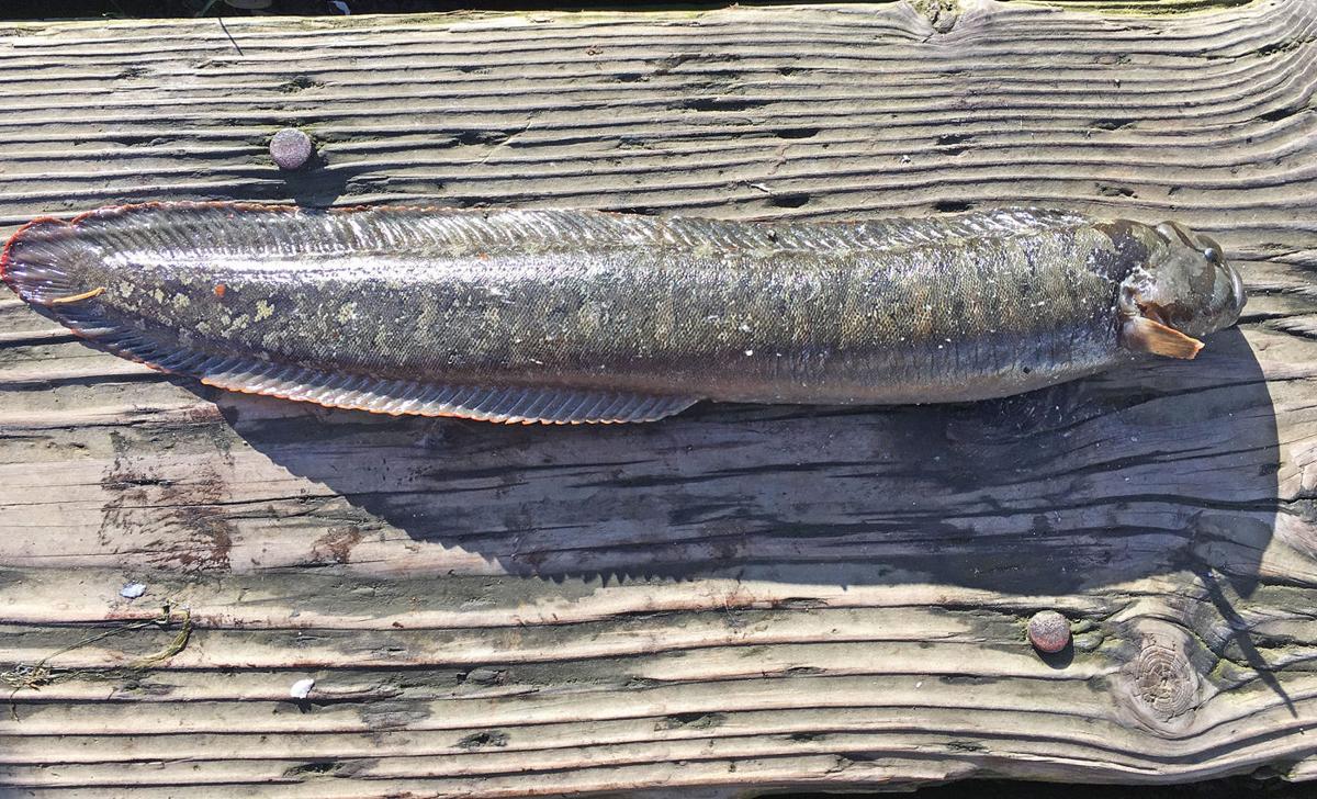 Coming Face To Face With A Monkeyface Sea Monster Outdoors Heraldandnews Com Coming Face To Face With A Monkeyface Sea Monster Outdoors Heraldandnews Com
