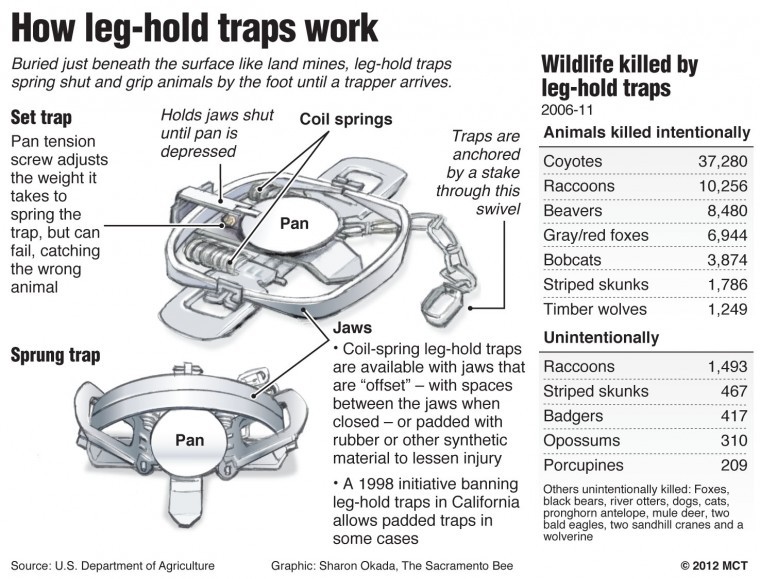 Trapping перевод. Leg-hold Trap. Wiring people's jaws shut for Weight loss. Leg Trap text.