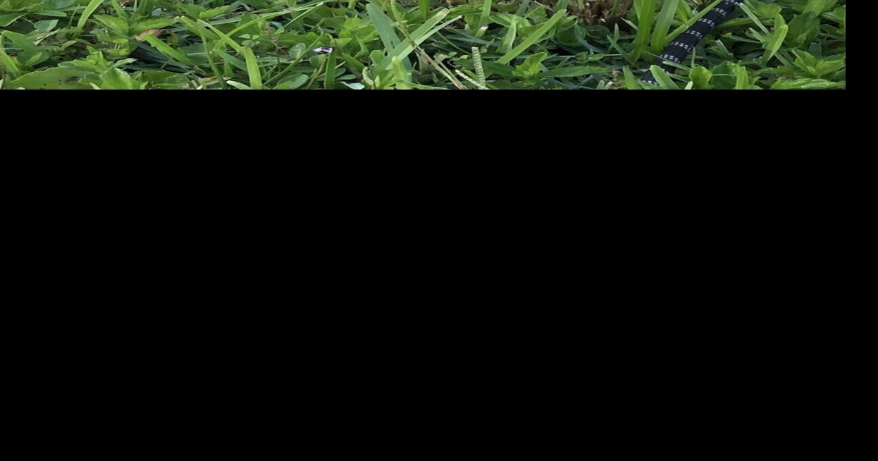 Klamath County aims at wild dogs killing livestock Local News