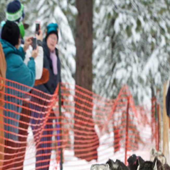 Dog Days Of Winter Local News Heraldandnews Com