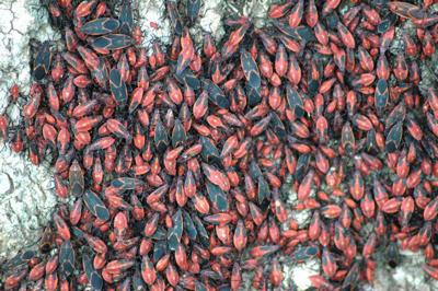 Insects And Spiders Out To Find Shelter For Winter Local News