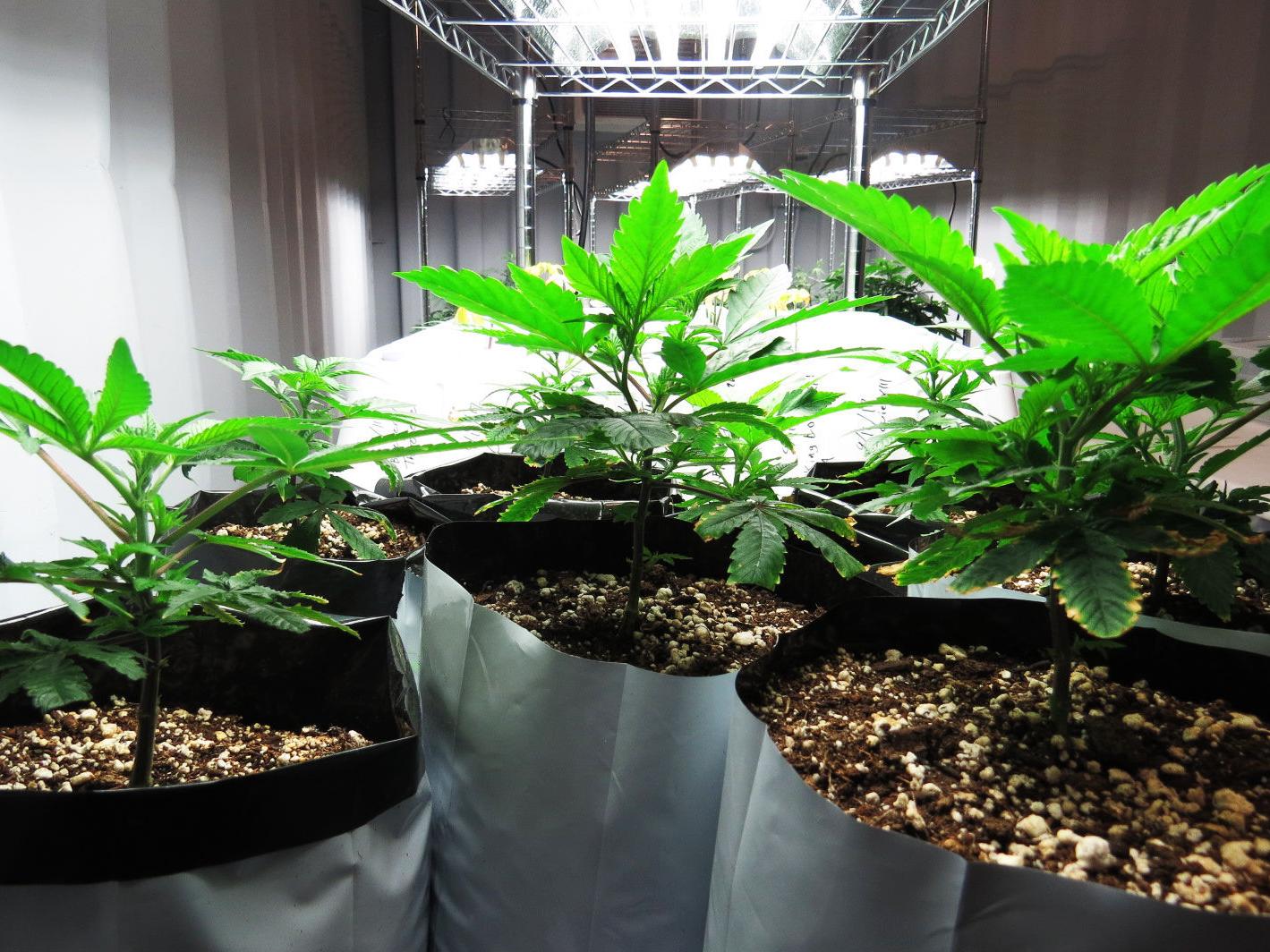 Growing Jobs In Lakeview Local News Heraldandnews Com