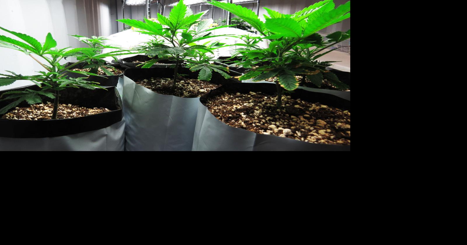 Growing jobs in Lakeview Local News