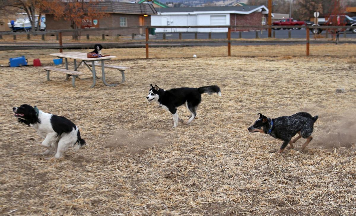 More fun for the dogs News