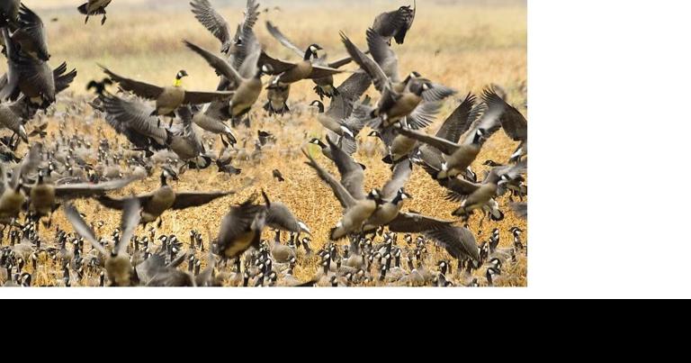 As they migrate, more Oregon geese are getting sick and dying