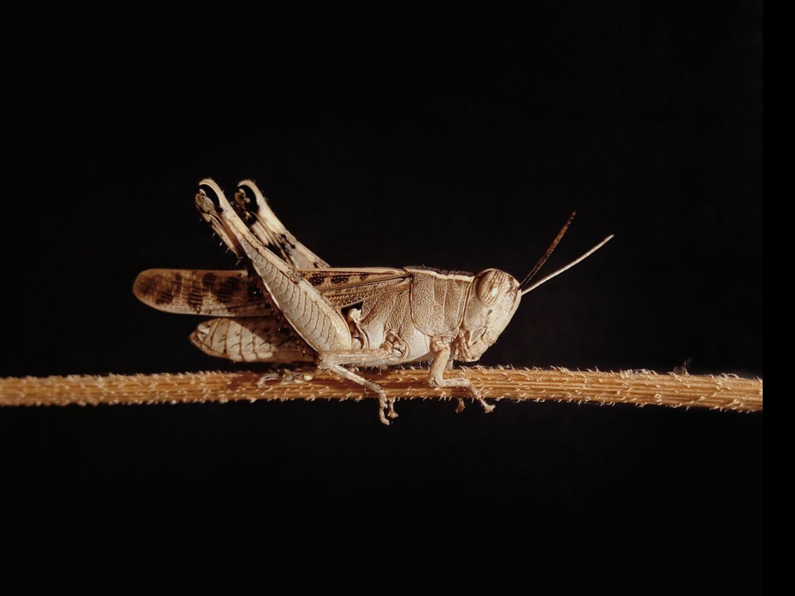 Here's Why There Are So Many Crickets Across South Louisiana